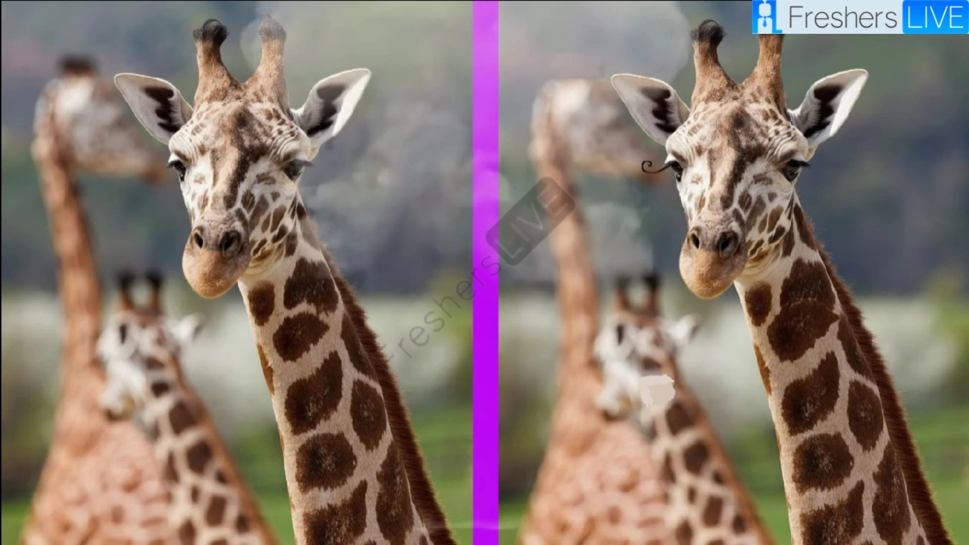 Only 1% of attentive people can spot 5 differences in the Giraffe picture in 20 seconds!