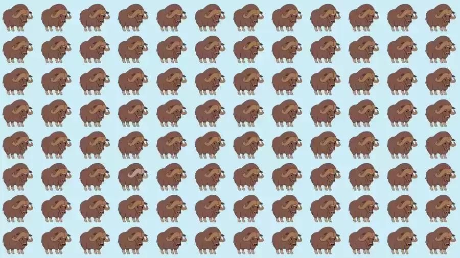 Optical Illusion Brain Test: If you have Eagle Eyes find the Odd Bison in 8 Seconds