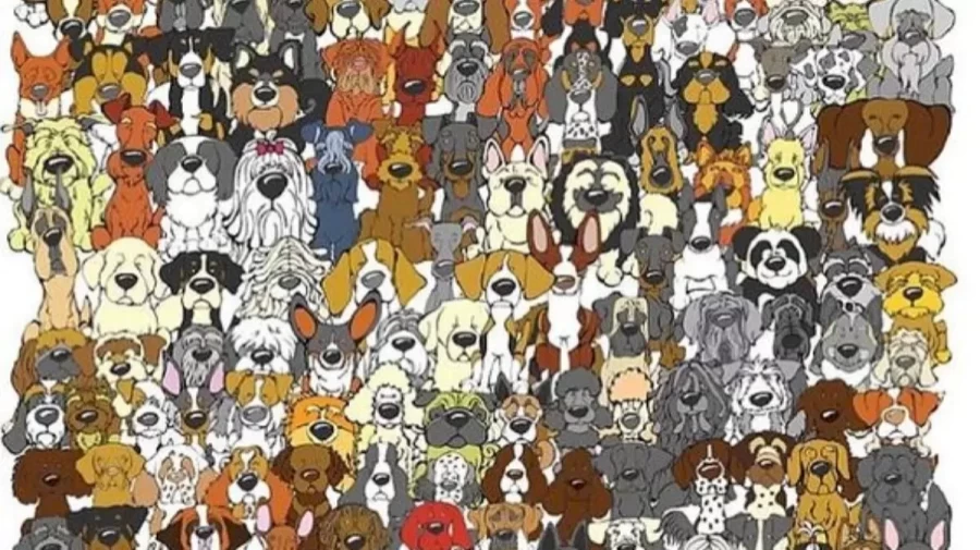 Optical Illusion Challenge: Can you find the Hidden Panda among these Dogs within 12 Seconds?