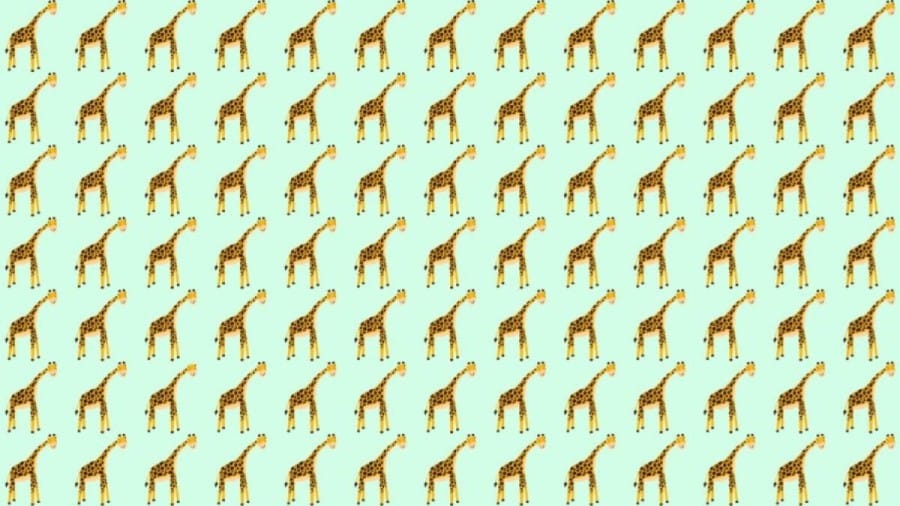 Only people with outstanding vision can spot 3 differences in the Elephant picture within 12 seconds