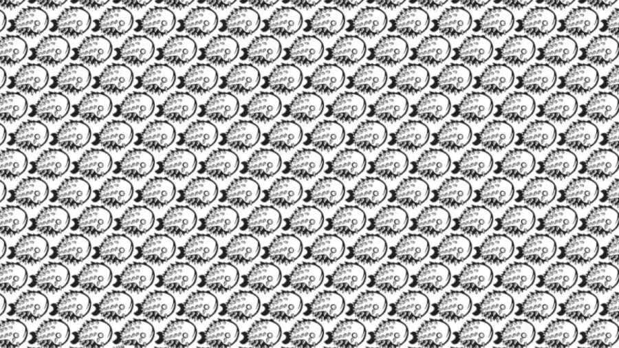 Optical Illusion: Can you find the Porcupine among the Fishes within 8 Seconds?