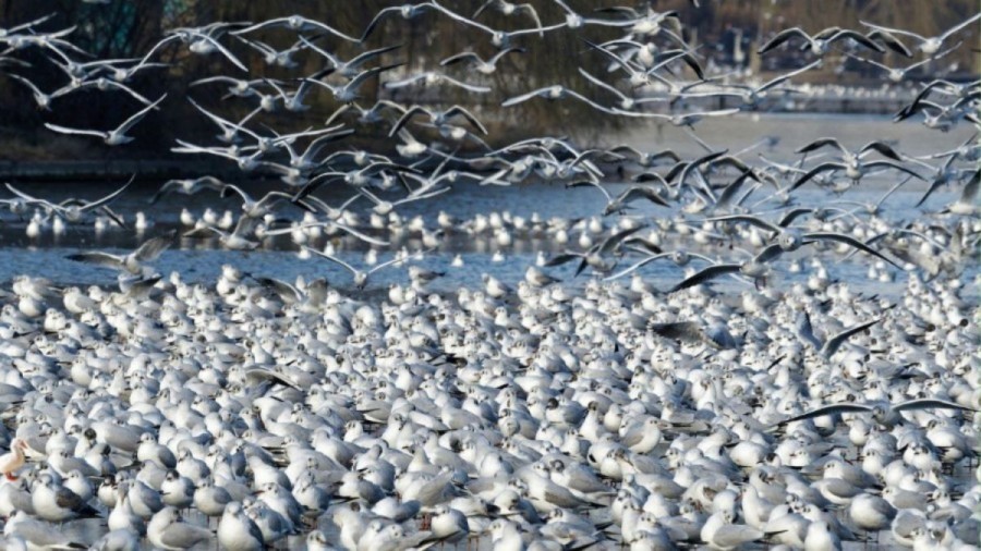 Optical Illusion to Test Your Vision: Can You Find a Duck Hidden Among these Birds in 15 Seconds?