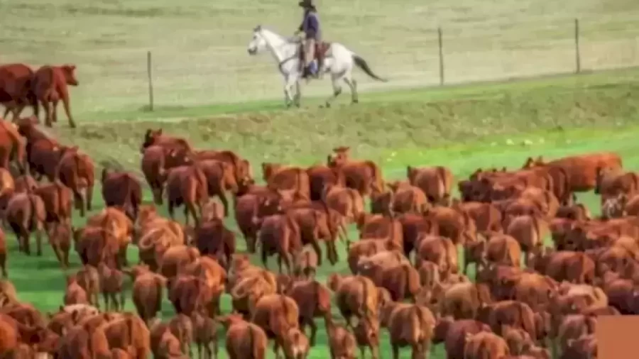 Bear Finding Optical Illusion: Eagle Eyes Can Spot the Bear Hidden Among the Horse in 10 Seconds