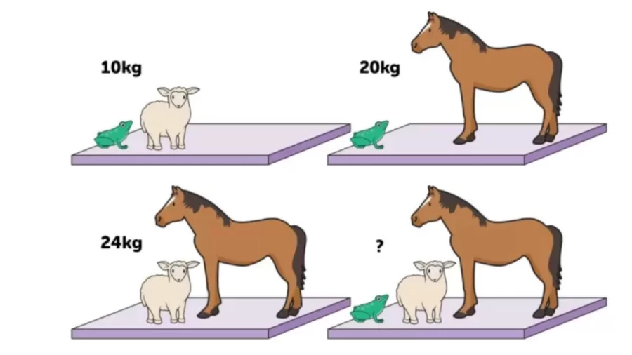 Brain Teaser Animal Math Puzzle - What Is The Weight Of Each Animal?