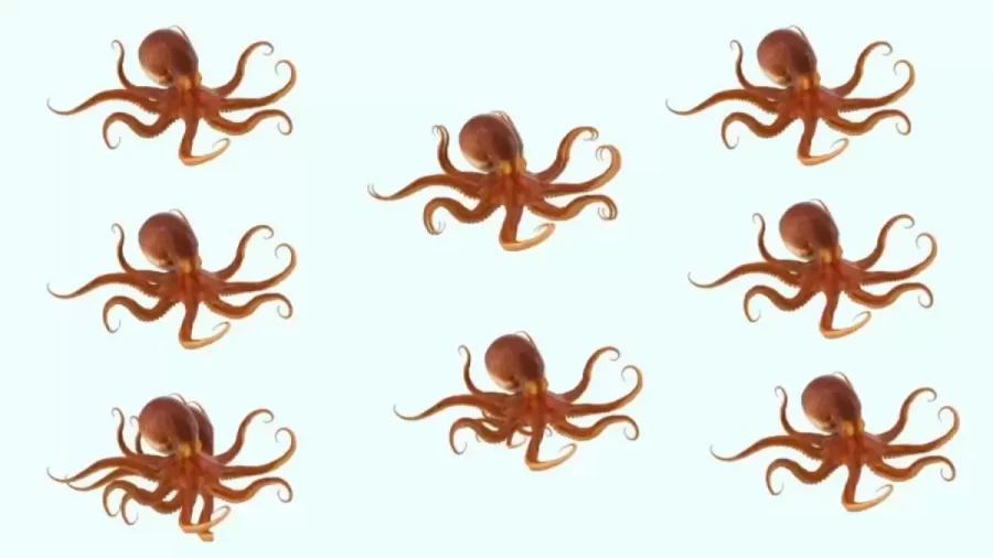 Brain Teaser Observation Test - How Many Octopuses Do You See In This Visual Puzzle?