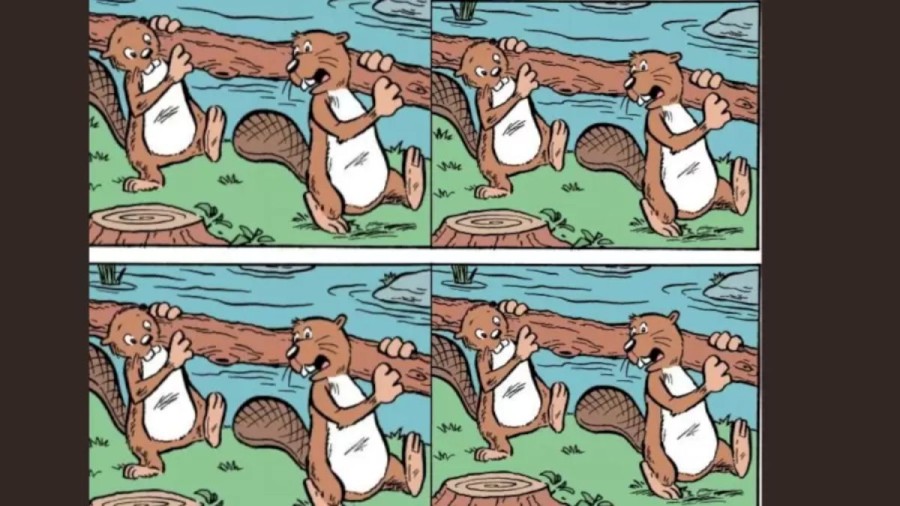 Brain Teaser Picture Puzzle: Can You Find the Difference between the Two Pictures