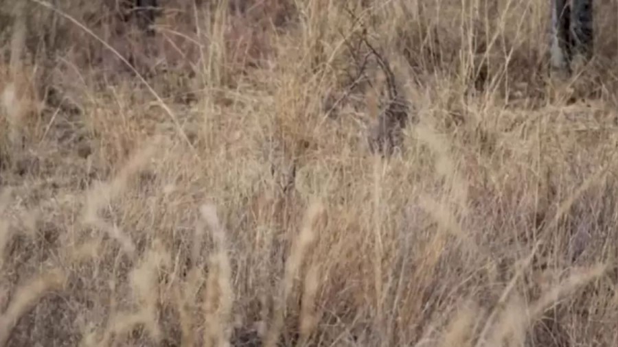 Camouflaging Caracal Optical Illusion! Locate The Caracal In This Image In Less Than 17 Seconds