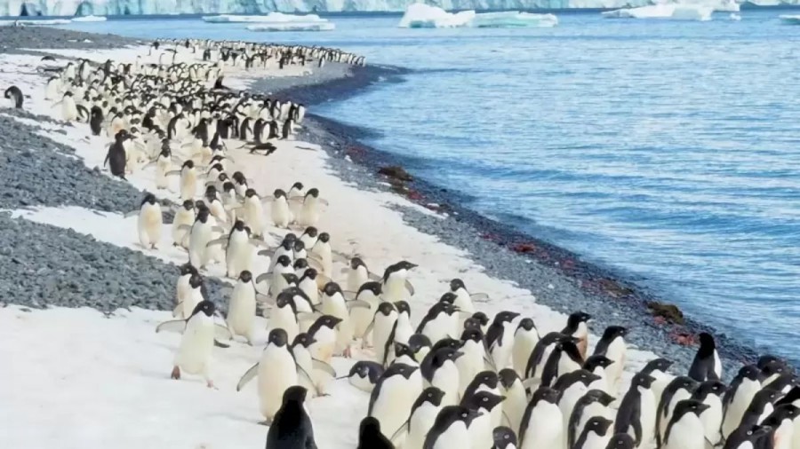 Can You Detect A Seal Among These Penguins Within 13 Seconds? Explanation And Solution To The Optical Illusion