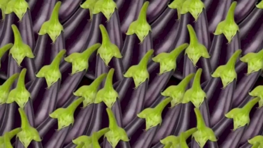 Can You Find The Hidden Fig Among These Brinjals Within 16 Seconds Explanation And Solution To The Hidden Fig Optical Illusion