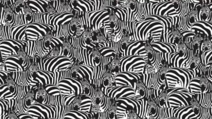 Can You Find The Hidden Piano Keyboard Among These Zebras Within 20 Seconds? Explanation And Solution To The Hidden Piano Keyboard Optical Illusion