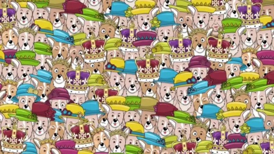 Can You Find The Queen Among The Corgis Within 20 Seconds? Explanation And Solution To The Optical Illusion