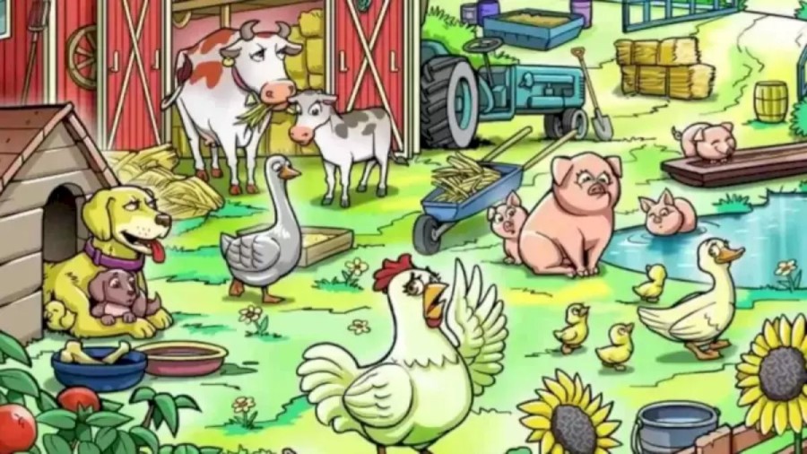 Can You Help The Hen In Finding Her Lost Chick In This Optical Illusion?