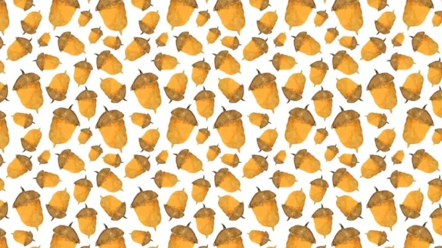 Can You Locate The Hidden Chipmunk Among The Acorns Within 11 Seconds In This Optical Illusion?