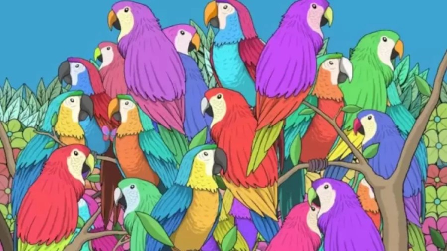 Can You Locate the Hidden Butterfly Among these Parrots? Explanation And Solution To This Optical Illusion