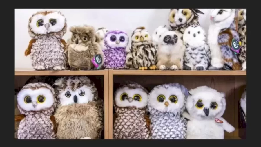 Can You Spot The Real Owl Among These Cuddly Toys Within 30 Seconds? Explanation And Solution To The Owl Optical Illusion