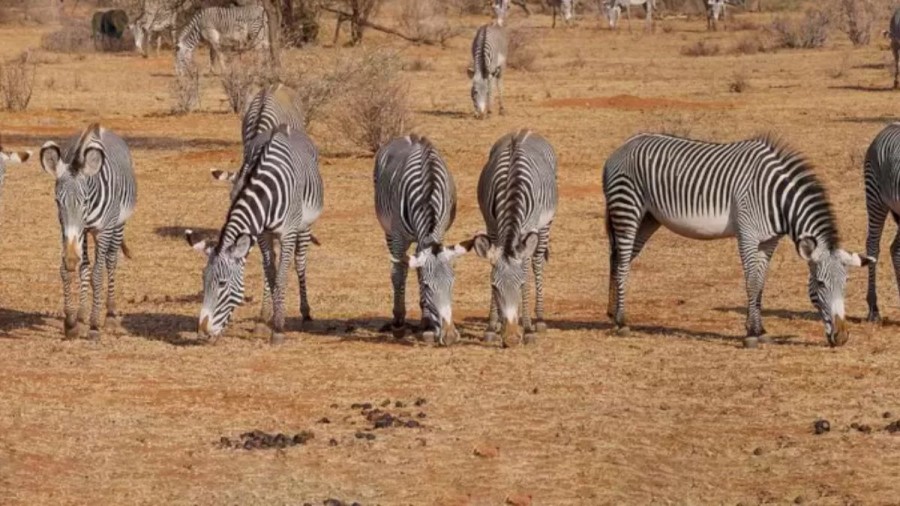 Can You Spot the Hidden Lion Among the Zebra Within 12 Seconds? Explanation and Solution to the Lion Optical Illusion