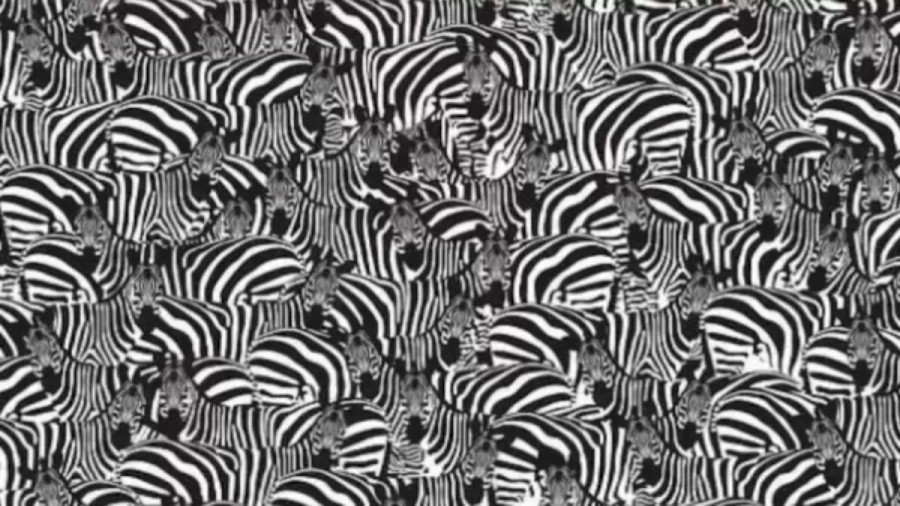 Can you spot the Hidden Piano Keyboard among these Zebras within 20 Seconds? Explanation and Solution to the Optical Illusion