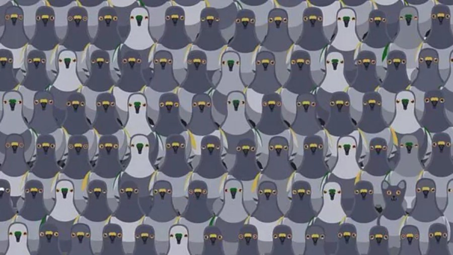 Cat Finding Optical Illusion: Can You Spot The Cat Among The Pigeons Within 18 Seconds?