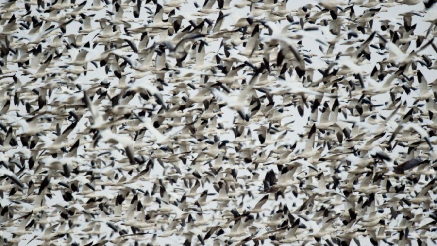 Eye Challenging Optical Illusion: Can you find an Eagle Among these Birds?