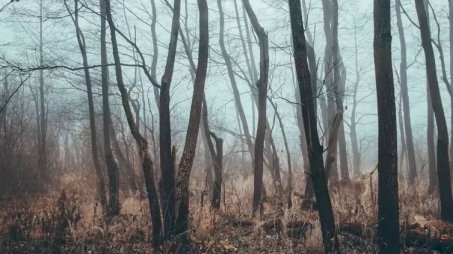 Finding Elk Optical Illusion: Within 17 Seconds, Find The Elk In This Leafless Forest