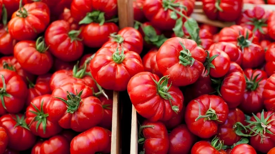 Grasshopper Search Optical Illusion: You Got Eagle Eyes If You Locate The Grasshopper Among These Tomatoes In Less Than 14 Seconds