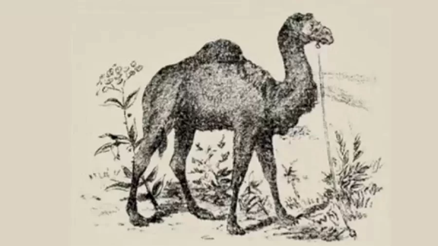 Highly Intelligent Can Find The Camel Rider Within 20 Seconds? Explanation And Solution For This Optical Illusion