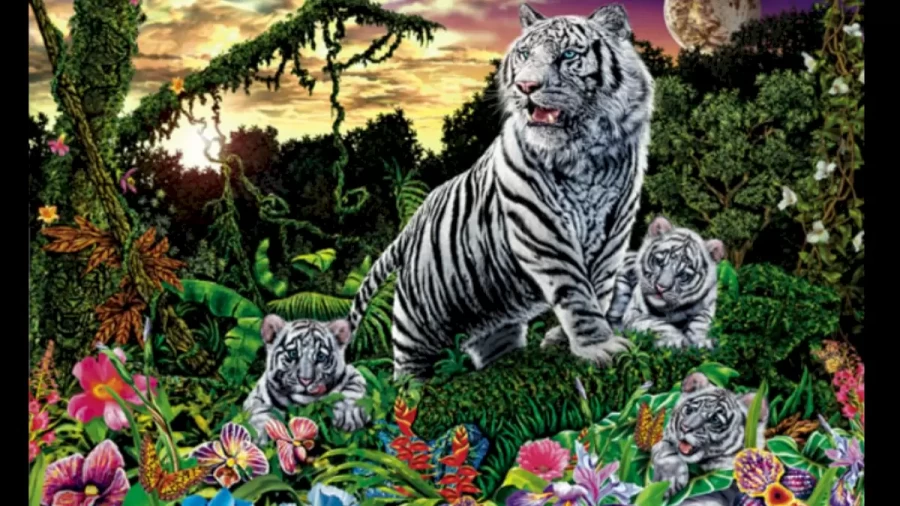 If You Have Eagle Eyes Spot How Many White Tigers Are There within 15 Secs? Explanation And Solution To This Optical Illusion