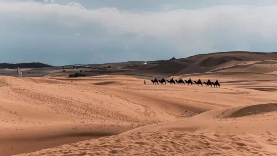 Optical Illusion: Among the Camels there is an Another Animal. Can You Spot the Animal?