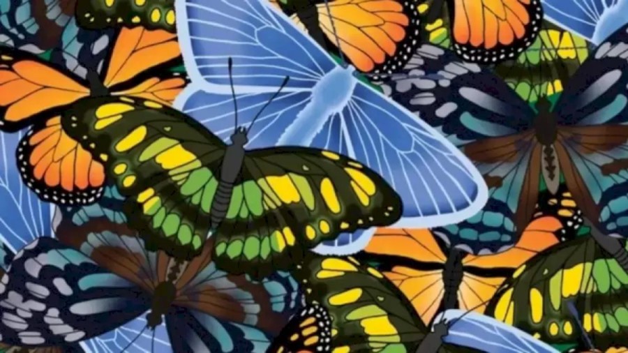 Optical Illusion: Among these Butterflies there is a Caterpillar. Can You Spot it?