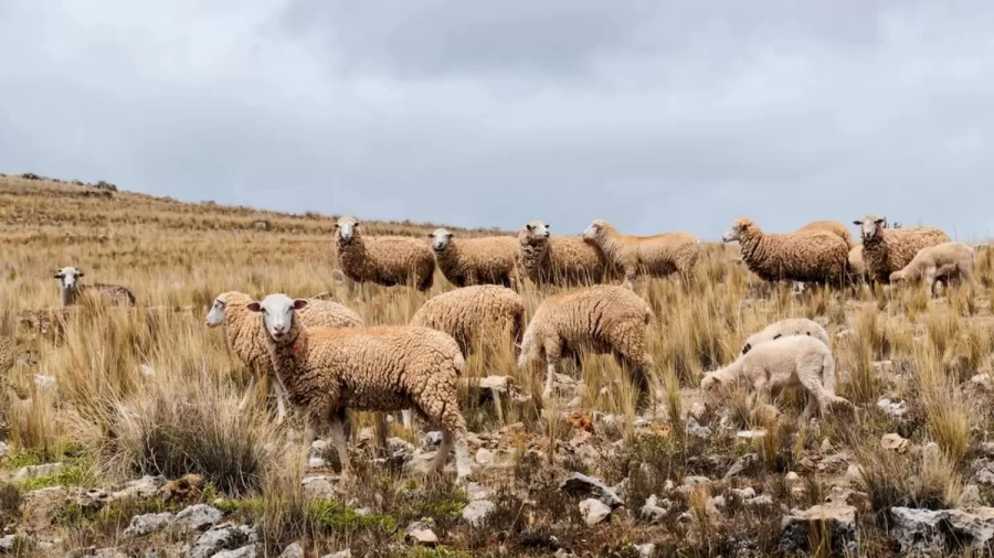 Optical Illusion Brain Test: Can You Spot The Cheetah Within 13 Seconds And Save The Sheep