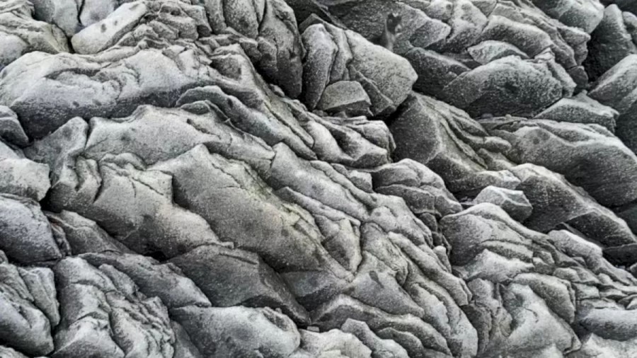 Optical Illusion Brain Test: In Less Than 15 Seconds, Find The Mountain Goat Here