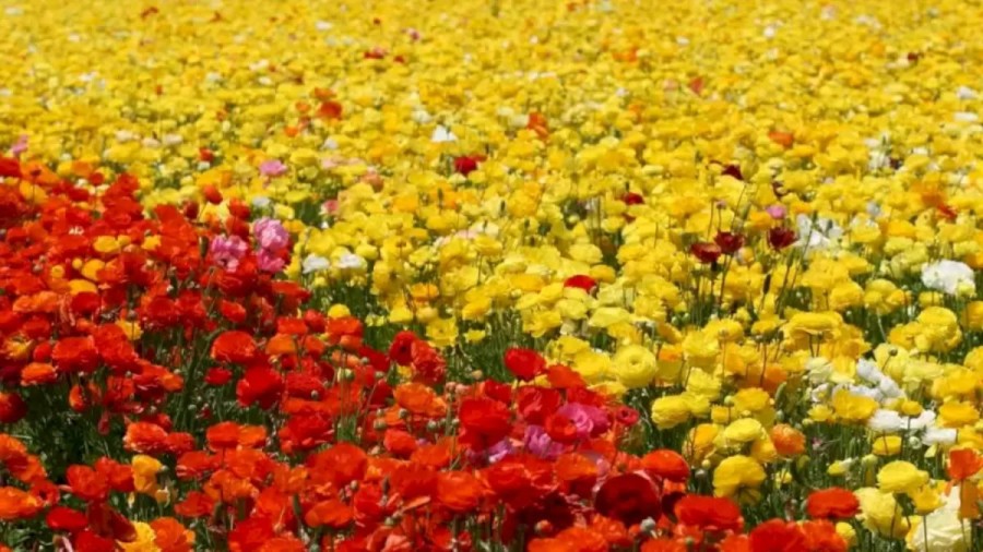 Optical Illusion Brain Test: Only 10% Of The People Can Locate The Hummingbird Among These Beautiful Flowers. Can You?