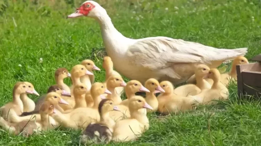 Optical Illusion: Can You Find a Chick in 12 Seconds?