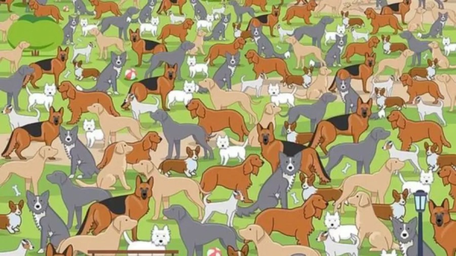 Optical Illusion: Can You Find the Hidden Puppy Among the Adult Dogs in 12 Secs?