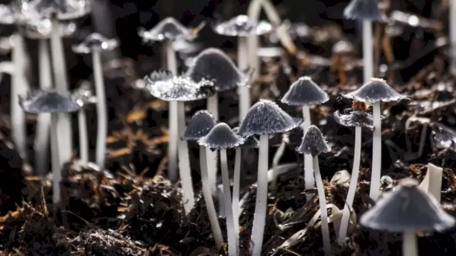 Optical Illusion Challenge: Can You Spot a Shell Among the Mushrooms in 10 Seconds?