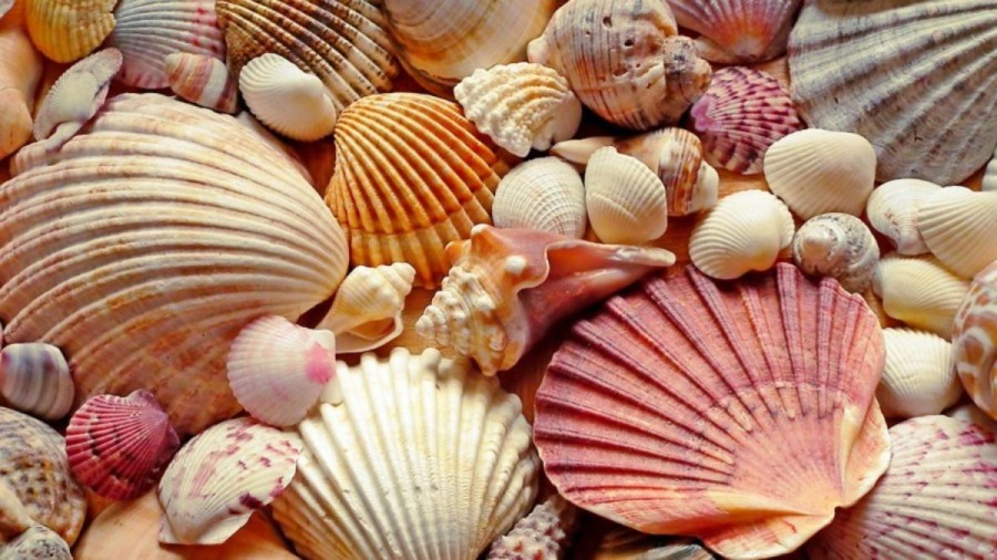 Optical Illusion Challenge: Can you identify the Butterfly among the Sea Shells in less than 15 seconds?