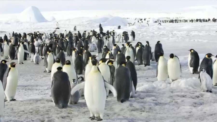 Optical Illusion Challenge: Find The Seal Among These Penguins Within 14 Seconds