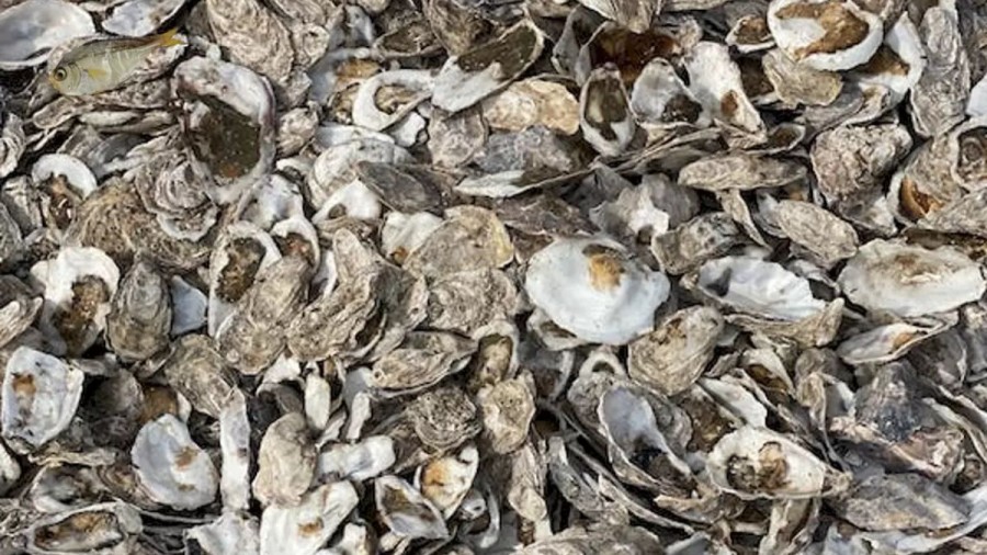 Optical Illusion Challenge: How Long it took for you to locate the Dried Fish among these Mussels Shells