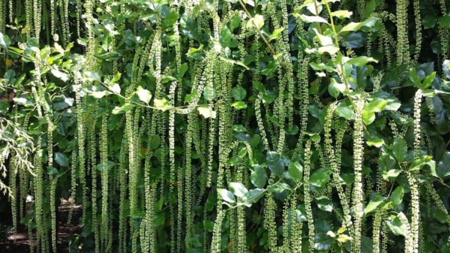 Optical Illusion Challenge: It Is Not Easy To Locate The Green Mamba In This Flower Curtain. Do You Want To Try It?