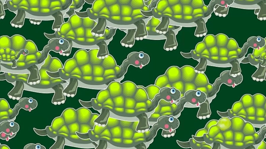 Optical Illusion Challenge: It is very challenging to spot the Grape among these Turtles in less than 17 Seconds. Do you want to try it?