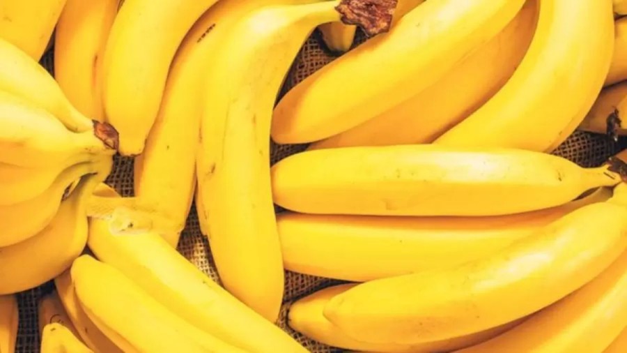 Optical Illusion Challenge: Look Closer! There Is A Snake Hidden Among These Bananas. Can You Spot The Snake?