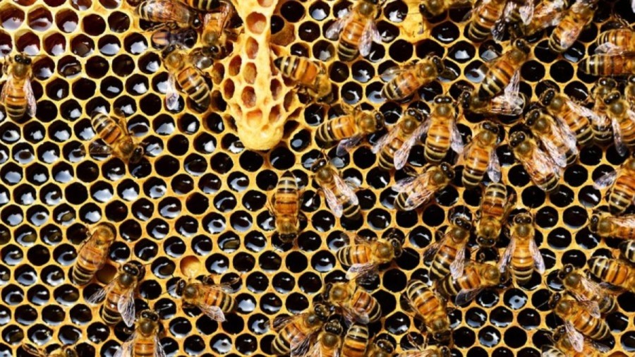 Optical Illusion Challenge: Try to spot the Beetle among the honey bees in this picture within 15 seconds