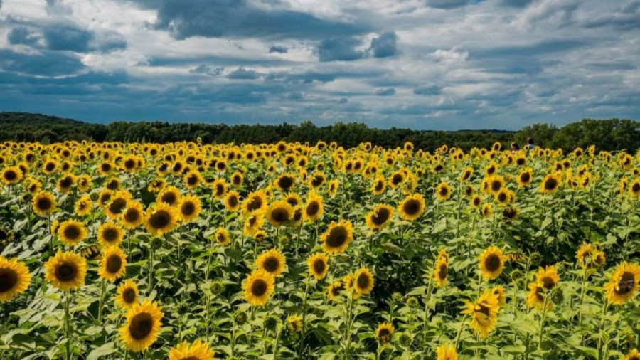 Optical Illusion Challenge: Within 17 Seconds, Try To Find The Bee In This Sunflower Field
