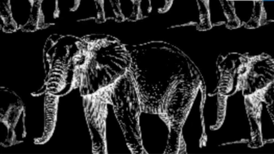 Optical Illusion Eye Test: Can You Find the Hidden Tiger Among these Elephants?