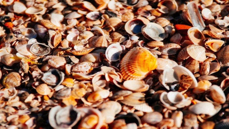Optical Illusion Eye Test: Can You Spot the Pearl Among the Seashells in this Picture?