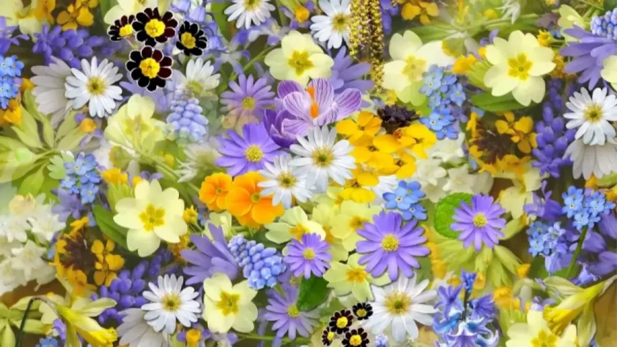 Optical Illusion Eye Test: Find The Hidden Grape Among These Flowers Within 12 Seconds?