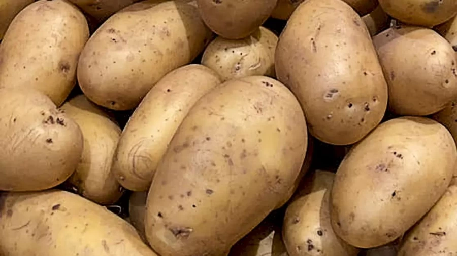 Optical Illusion Find And Seek: Not All Of Them Are Potatoes. There Is A Chikoo Hidden Among Them. Do You See It?