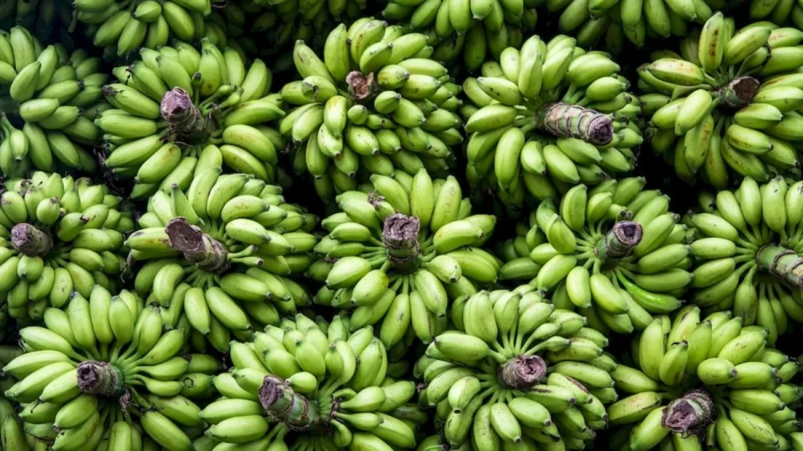 Optical Illusion Find And Seek: There Is A Chili Hidden Among These Bananas. Do You See It?