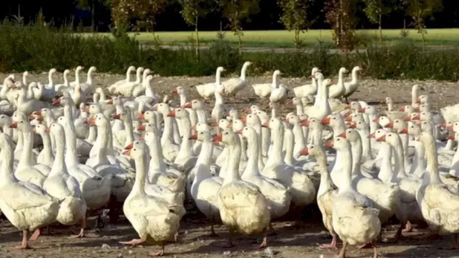 Optical Illusion: Find The Hidden Seal Among These Ducks Within 19 Seconds