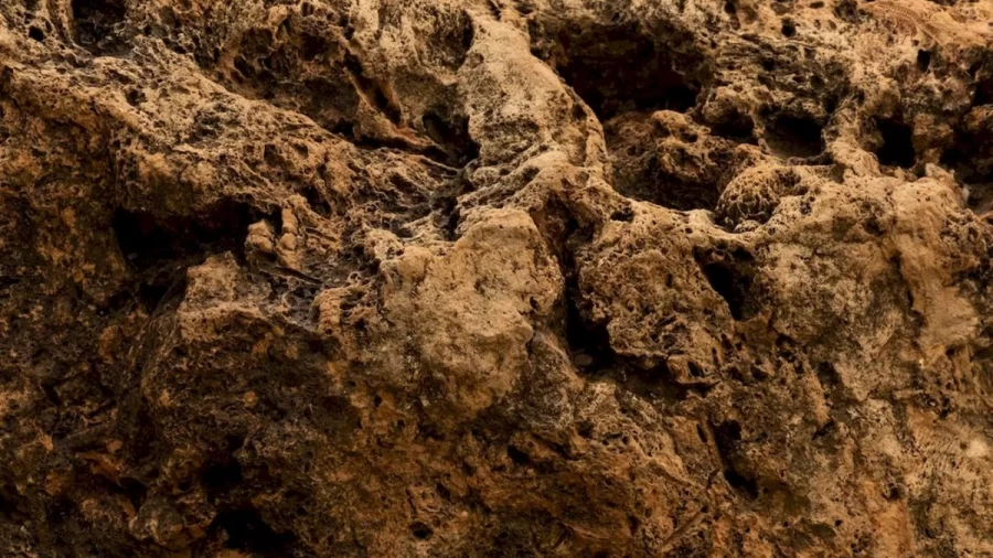Optical Illusion Find and Seek: It Is Not Easy To Spot The Horned Lizard In This Picture. Do You Want To Try It?